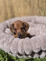 Rex, a male Miniature Dachshund for sale in Santa Ana, CA – Photo 7 of 8
