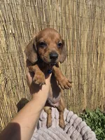 Rex, a male Miniature Dachshund for sale in Santa Ana, CA – Photo 4 of 8