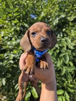 Rex, a male Miniature Dachshund for sale in Santa Ana, CA – Photo 3 of 8