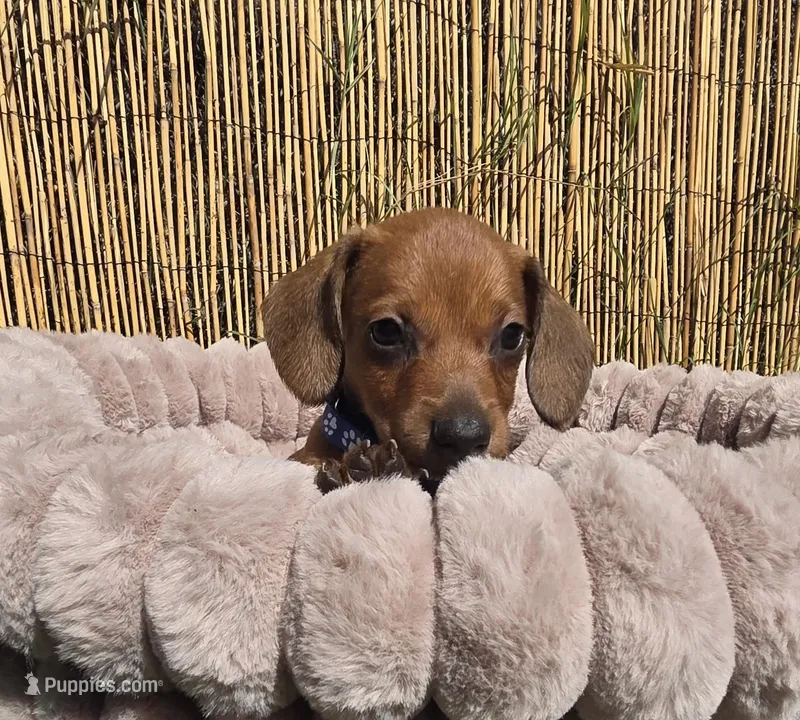 Rex – Miniature Dachshund puppy for sale in Santa Ana, CA