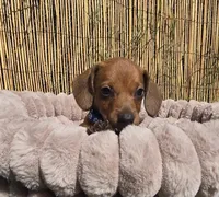 Rex, a male Miniature Dachshund for sale in Santa Ana, CA – Photo 1 of 8