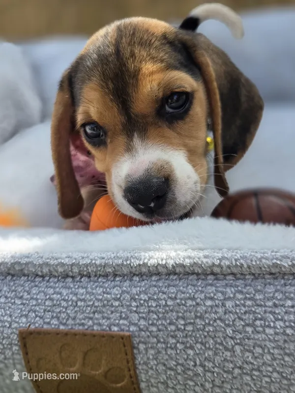 Lola – Beagle puppy for sale in Fountain Valley, CA