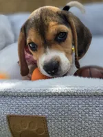 Lola, a female Beagle for sale in Fountain Valley, CA – 1 of 6