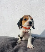Loki, a male Beagle for sale in Santa Ana, CA – 2 of 2