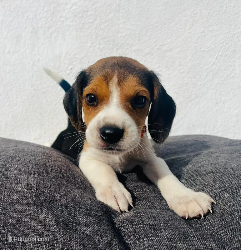 Loki – Beagle puppy for sale in Santa Ana, CA
