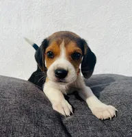 Loki, a male Beagle for sale in Santa Ana, CA – 1 of 2