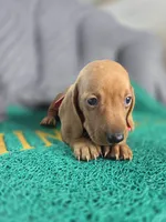 Chesse, a male Miniature Dachshund for sale in Fountain Valley, CA – 4 of 4