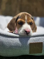 Bella, a female Beagle for sale in Fountain Valley, CA – 5 of 8