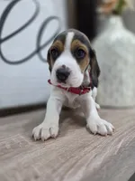 Zeus ready on sep 25, a male Beagle for sale in Santa Ana, CA – 5 of 6