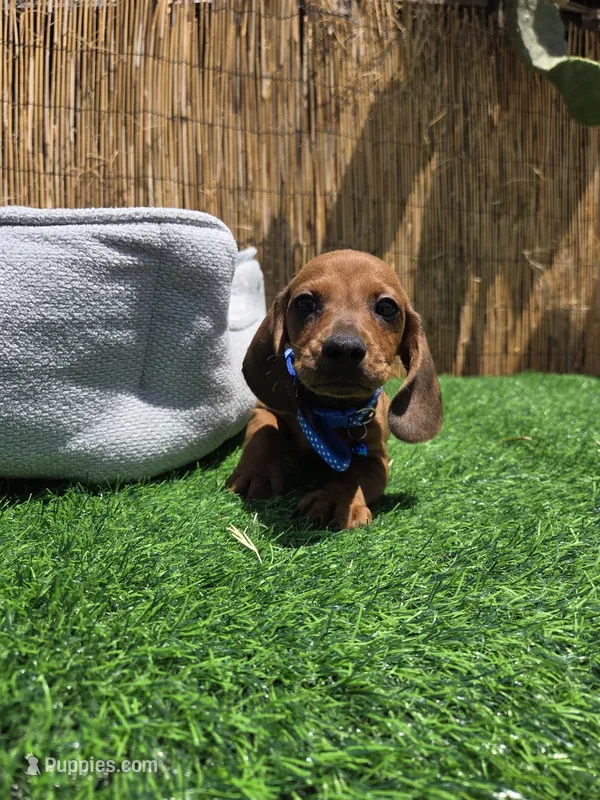 Ron – Dachshund, Miniature Dachshund puppy for sale in Santa Ana, CA