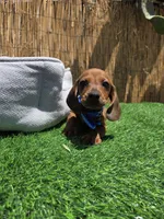 Ron, a male Dachshund and Miniature Dachshund for sale in Santa Ana, CA – 1 of 3