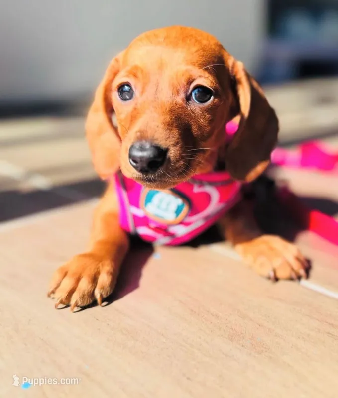 Vanilla – Miniature Dachshund puppy for sale in Fountain Valley, CA
