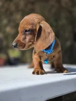 Ron, a male Dachshund for sale in Santa Ana, CA – 7 of 7