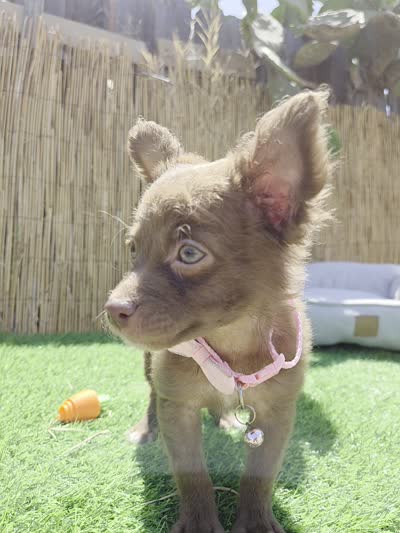 Nutella long hair , a female Chihuahua for sale in Fountain Valley, CA – 5 of 5