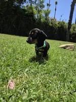 Archie, a male Miniature Dachshund for sale in Westminster, CA – 4 of 4