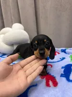 Arthur, a male Miniature Dachshund for sale in Westminster, CA – 2 of 3