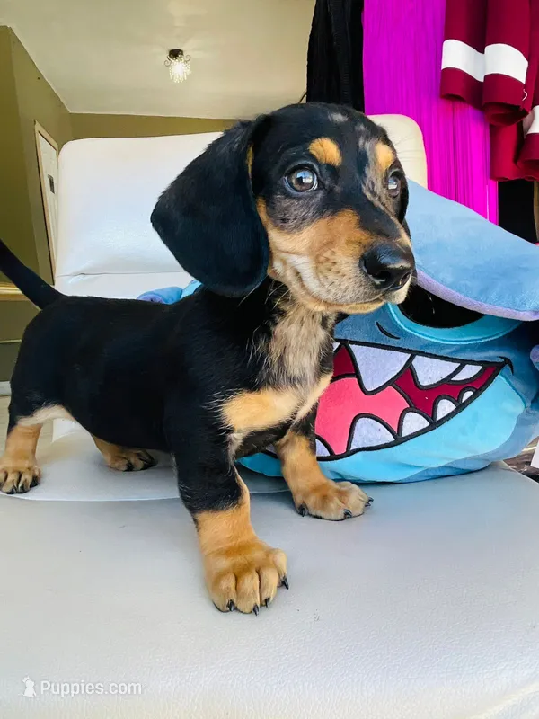 Raw – Dachshund puppy for sale in Westminster, CA