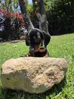 Milo, a male Dachshund and Miniature Dachshund for sale in Fountain Valley, CA – 5 of 7