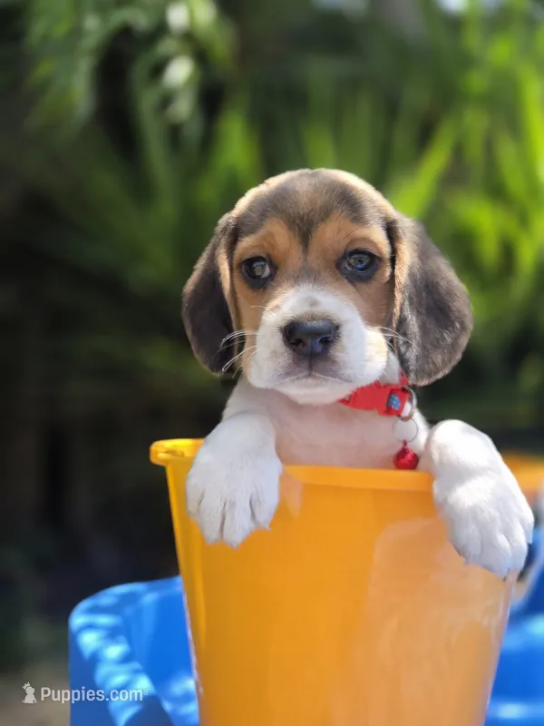 Loky – Beagle puppy for sale in Fountain Valley, CA