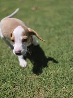 Chesse, a male Beagle for sale in Fountain Valley, CA – 6 of 6