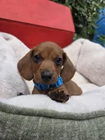 Bacon, a male Dachshund for sale in Santa Ana, CA – 2 of 8