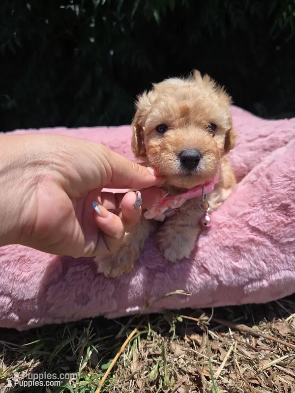 Honey – Maltipoo puppy for sale in Santa Ana, CA