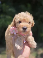 Honey, a female Maltipoo for sale in Santa Ana, CA – 6 of 6
