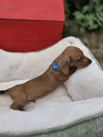 Bacon, a male Dachshund for sale in Santa Ana, CA – 5 of 8