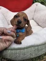 Bacon, a male Dachshund for sale in Santa Ana, CA – 3 of 8