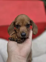 Bacon, a male Dachshund for sale in Santa Ana, CA – 6 of 8