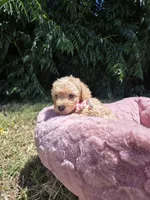 Honey, a female Maltipoo for sale in Santa Ana, CA – 4 of 6