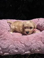 Honey, a female Maltipoo for sale in Santa Ana, CA – 3 of 6
