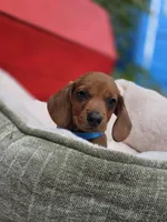 Bacon, a male Dachshund for sale in Santa Ana, CA – 8 of 8