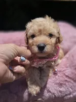 Honey, a female Maltipoo for sale in Santa Ana, CA – 5 of 6