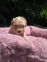 Honey, a female Maltipoo for sale in Santa Ana, CA – 2 of 6