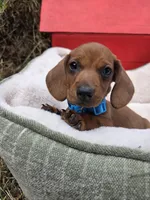Bacon, a male Dachshund for sale in Santa Ana, CA – 1 of 8