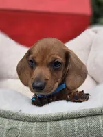 Bacon, a male Dachshund for sale in Santa Ana, CA – 4 of 8
