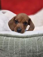 Bacon, a male Dachshund for sale in Santa Ana, CA – 7 of 8