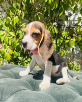 Bella, a female Beagle for sale in Fountain Valley, CA – 3 of 5