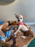 Charlie , a male Chihuahua for sale in Fountain Valley, CA – 6 of 6