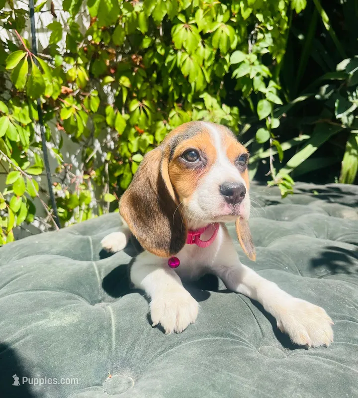 Bella – Beagle puppy for sale in Fountain Valley, CA