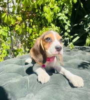 Bella, a female Beagle for sale in Fountain Valley, CA – 1 of 5