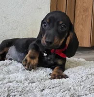Dominic, a male Miniature Dachshund for sale in Santa Ana, CA – 1 of 2