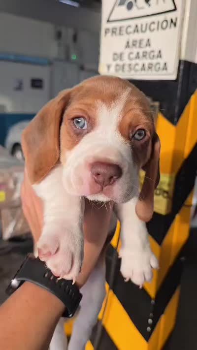 Thor ready sep25, a male Beagle for sale in Santa Ana, CA – 3 of 3