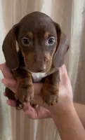Hersheys, a male Miniature Dachshund for sale in Santa Ana, CA – 1 of 1