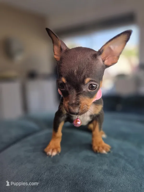 London – Chihuahua puppy for sale in Santa Ana, CA