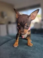 London, a female Chihuahua for sale in Santa Ana, CA – 1 of 3