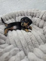 Frida, a female Miniature Dachshund for sale in Santa Ana, CA – 2 of 7