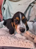 Rufus, a male Beagle for sale in Westminster, CA – 2 of 3