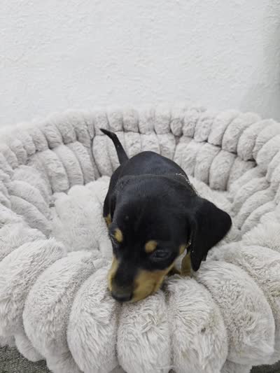 Frida, a female Miniature Dachshund for sale in Santa Ana, CA – 5 of 7